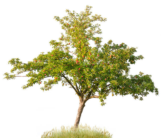 apfelbaum im sommer, isoliert auf weiß (malus domestica) apples. - apfelbaum klein stock-fotos und bilder