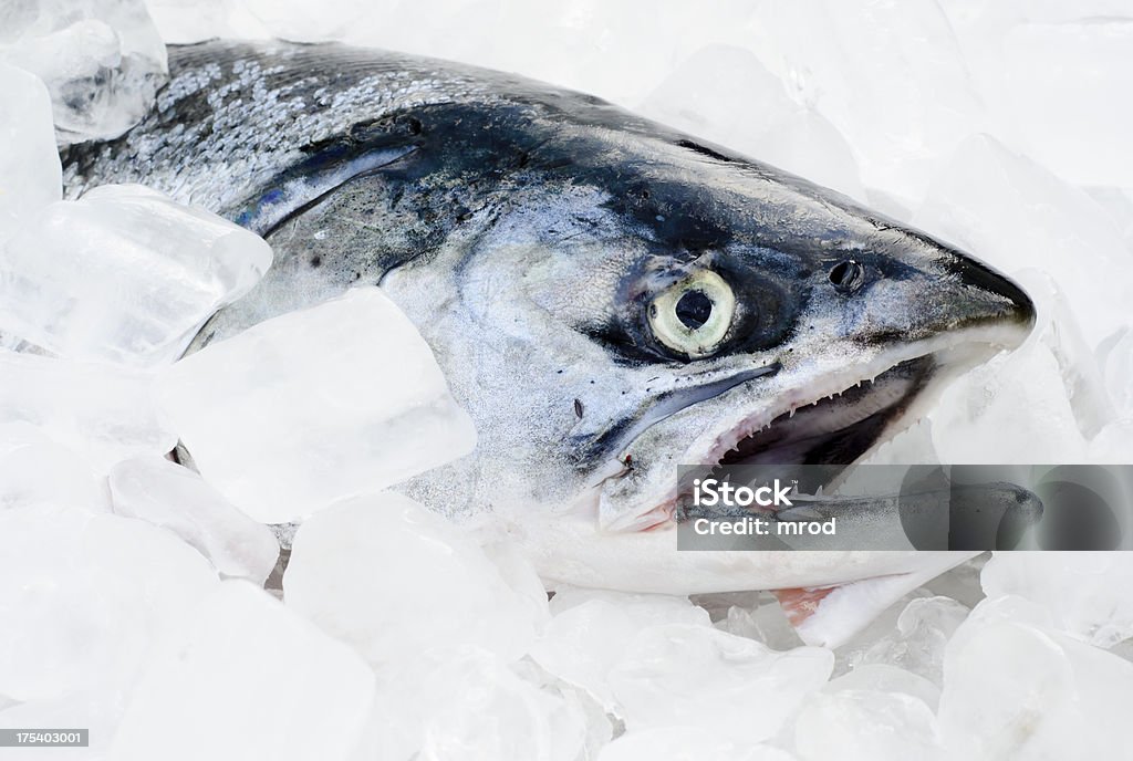 Saumon Coho sur glace - Photo de Aliment libre de droits