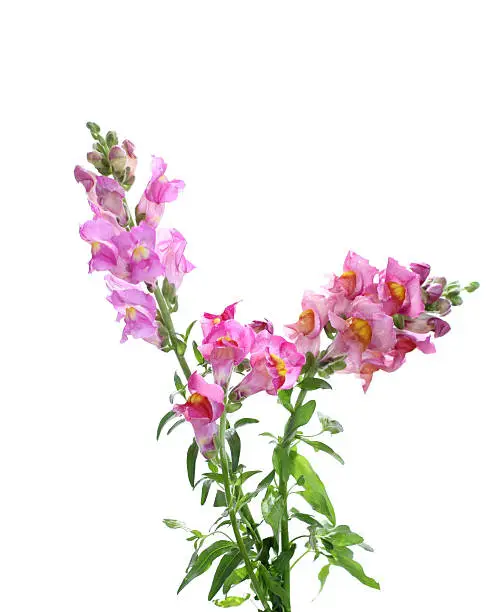 pink snapdragon flowers on whitefocus in the middle flower