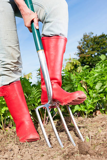 istock Woman using garden fork in vegetable garden 175403231