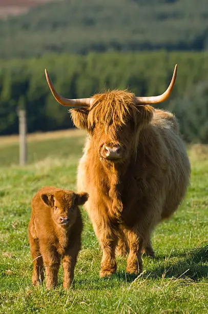 "Portrtait of a Highland cow and calf looking at the camera, Strathspey, Scotland."