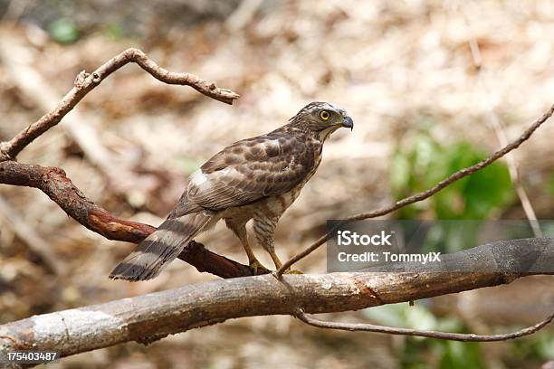 Crested Goshawk Stock Photo - Download Image Now - Animal, Animals Hunting, Animals In The Wild