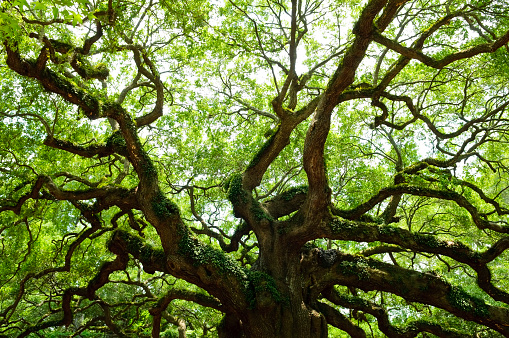 Green leaves and branches of a centuries-old Live Oak tree. This one is located at Angel Oak Park near Charleston, South Carolina, on Johns Island.