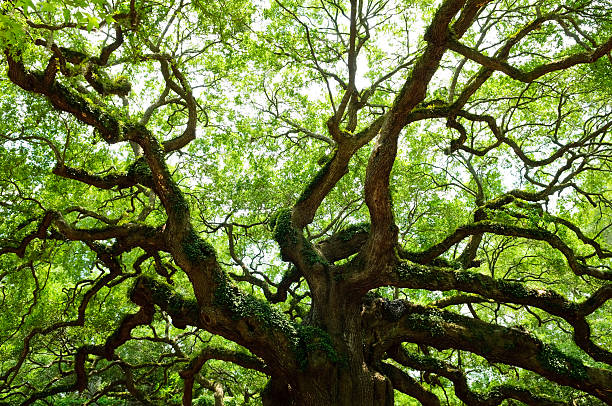 Old Oak Tree with expansive branches Green leaves and branches of a centuries-old Live Oak tree. This one is located at Angel Oak Park near Charleston, South Carolina, on Johns Island. live oak tree stock pictures, royalty-free photos & images