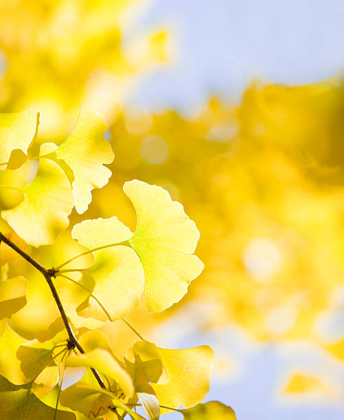 istock Autumn Ginkgo Leaves 175403543