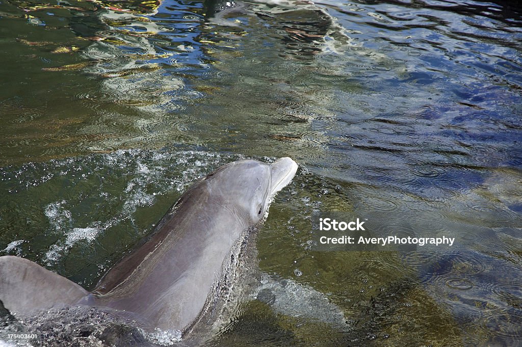 дельфин - Стоковые фото Вид сзади роялти-фри