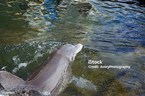 Дельфин — стоковые фотографии и другие картинки Вид сзади - Вид сзади, Влажный, Вода