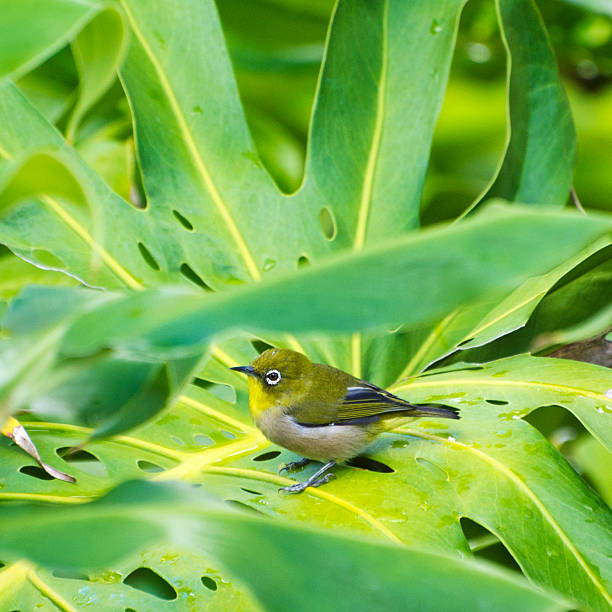 istock Japanese white eye  Zosterops japonicus 175403673