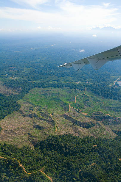 森林破壊ボルネオで、空からの眺め。 - landscape aerial view lumber industry agriculture ストックフォトと画像