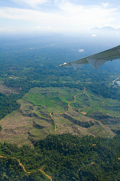 вырубка леса в борнео, вид сверху. - landscape aerial view lumber industry agriculture стоковые фото и изображения
