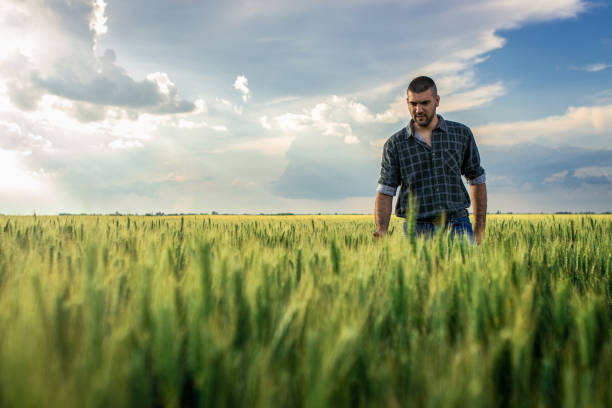 istock Young farmer walking in a green wheat field examining crop. 1754036856