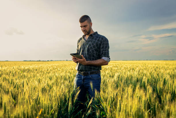 istock Young farmer in a wheat field, using a tablet and examining crop. 1754036866