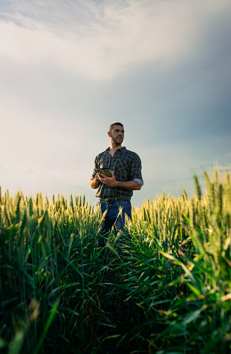 Young farmer in a wheat field, using a tablet and examining crop.