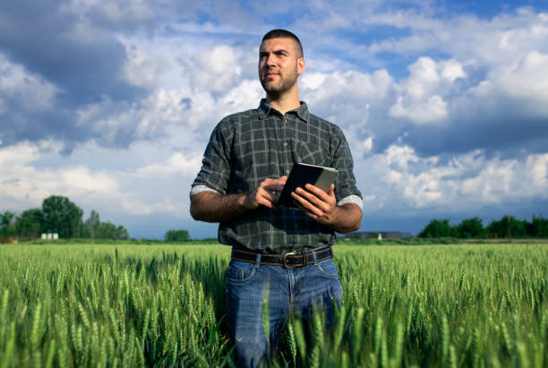 istock Young farmer in a wheat field, using a tablet and examining crop. 1754037274