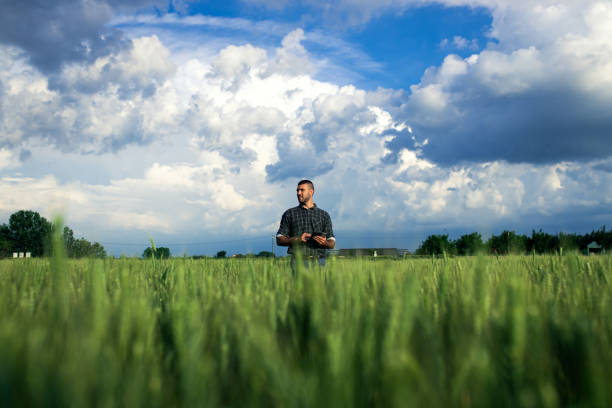 istock Young farmer in a wheat field, using a tablet to optimize agricultural practices and monitor crop data. 1754037402