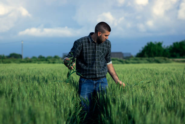 istock Young farmer standing in a green wheat field examining crop. 1754037426
