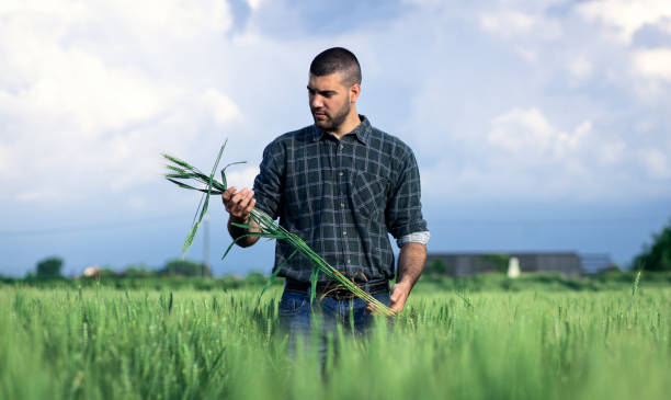 istock Young farmer standing in a green wheat field examining crop. 1754037450