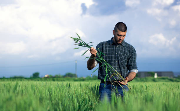 istock Young farmer standing in a green wheat field examining crop. 1754037454