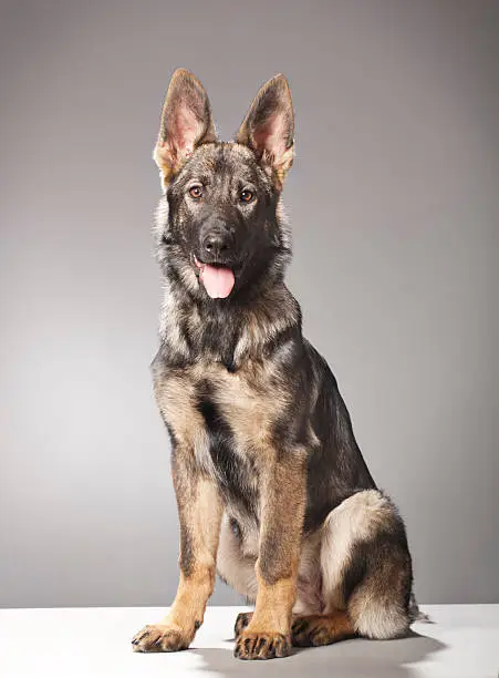 A dog of the type: 4 month old German Shephard