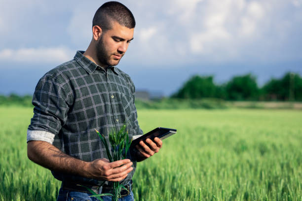 istock Young farmer in a wheat field, using a tablet and examining crop. 1754037990