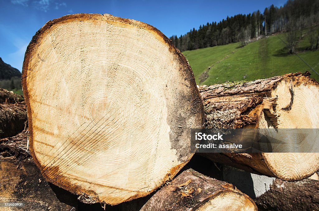 cutted Tronco de árvore Vista Lateral - Royalty-free Alpes Europeus Foto de stock