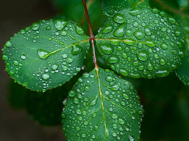 Dew drops on leaves in home garden