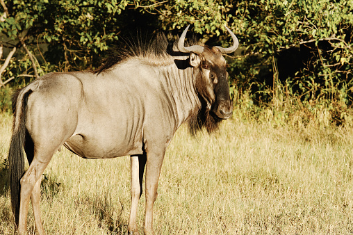 Wildebeest in the Okavango Delta,Botswana.