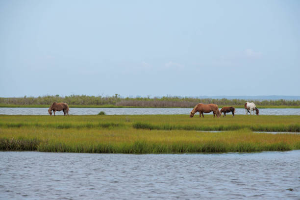 Wild horses graze in the bay at Assateague Island National Seashore