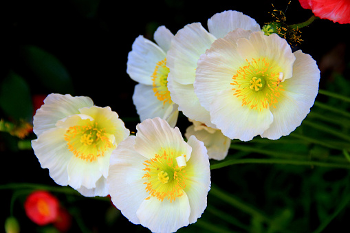 Close-up photo of the large white flowers with the yellow middle part on a blurred background