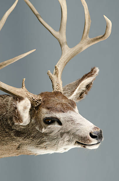 istock Trophy Deer Taxidermy 175404446