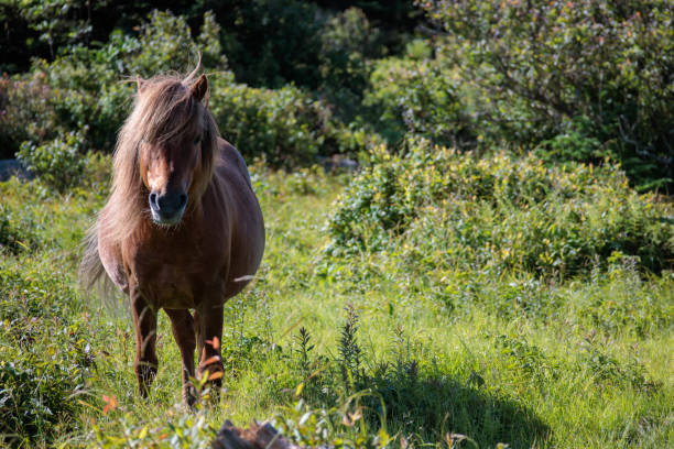 istock A pony in the Grayson Highlands 1754045321