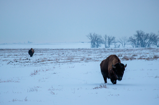 Two American bison walk across the snow in winter at Rocky Mountain Arsenal in Colorado