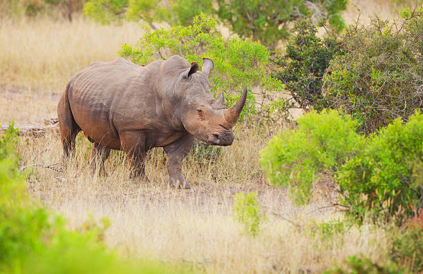 istock White Rhinoceros - South Africa 175404636