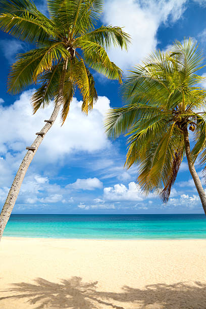 palmen an einem tropischen strand in der karibik - tortola stock-fotos und bilder
