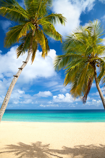 coconut palm trees at a tropical beach in the Caribbean