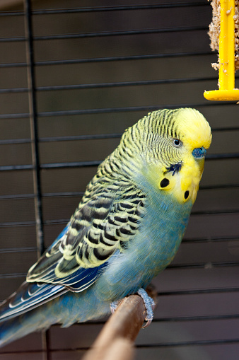 Green Budgie in a birdcage