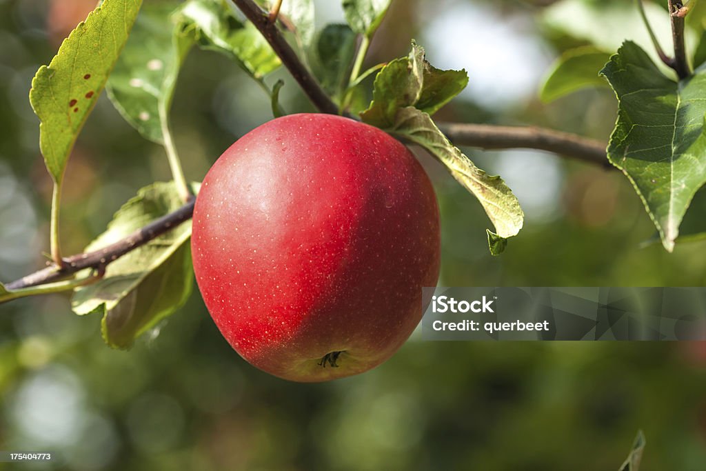 Nahaufnahme von einem apple - Lizenzfrei Apfel Stock-Foto