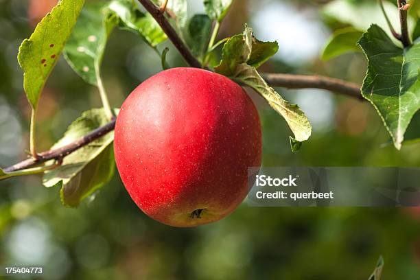 Nahaufnahme Von Einem Apple Stockfoto und mehr Bilder von Apfel - Apfel, Apfelbaum, Baum