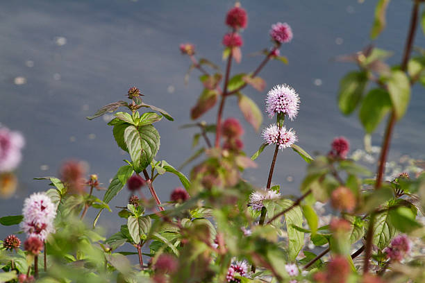 blumen wilder minze mentha aquatica in einen stream - mentha aquatica stock-fotos und bilder