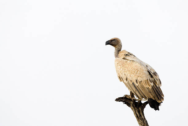 istock Cape Vulture - South Africa 175404878