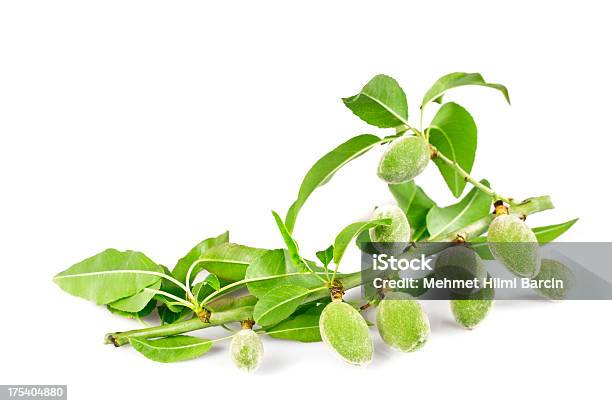 Frische Mandeln Stockfoto und mehr Bilder von Antioxidationsmittel - Antioxidationsmittel, Ast - Pflanzenbestandteil, Ausgedörrt