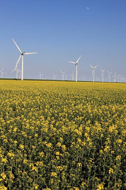 istock wind turbines with field of canola 175404993