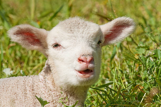 Lamb Bleating. stock photo