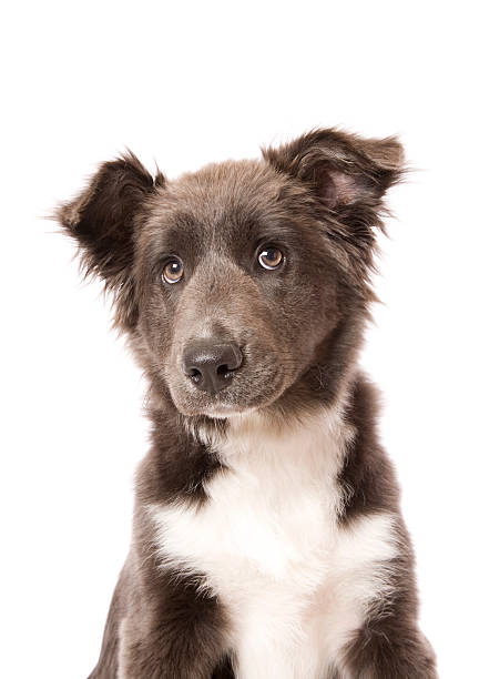istock Cute Border Collie Puppy 175405444