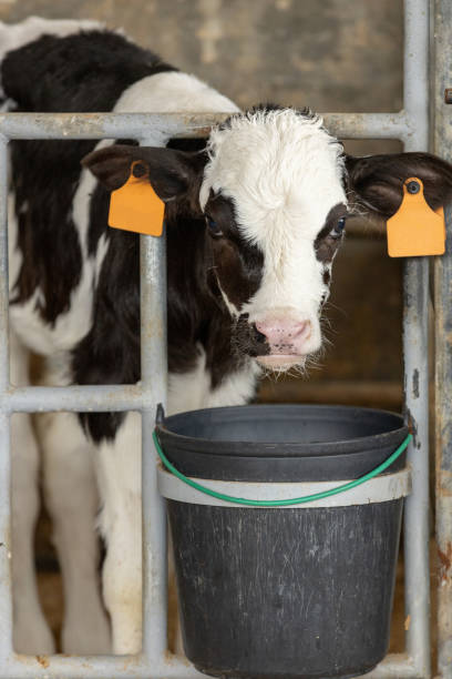 istock Dairy calf in a pen 5 1754054757