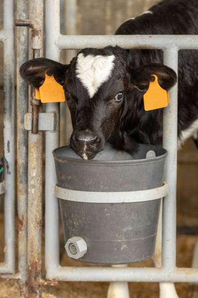 istock Dairy calf in a pen 2 1754056506