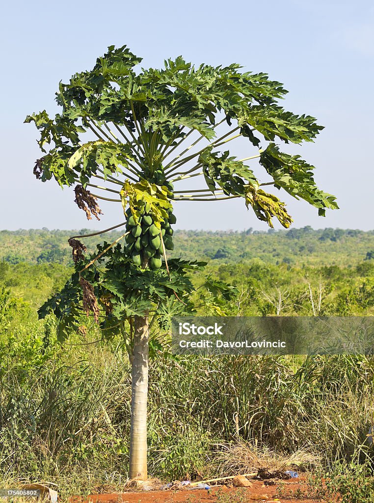 Papaya tree "Papaya fruit hanging on the tree and discarded debris beneath, Tanzania." Africa Stock Photo