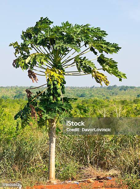 Papaya Tree Stock Photo - Download Image Now - Africa, East Africa, Food and Drink