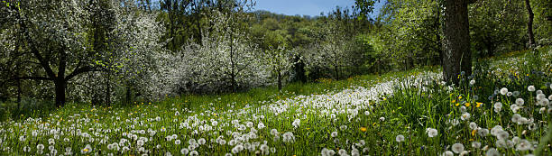 spring meadow panorama stock photo