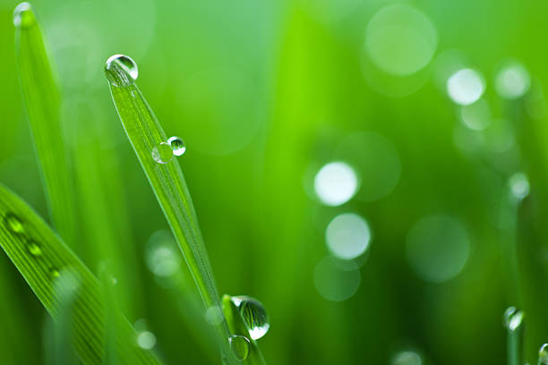 erba in primavera - grass water dew green foto e immagini stock